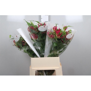 Gloriosa Rothschild Long