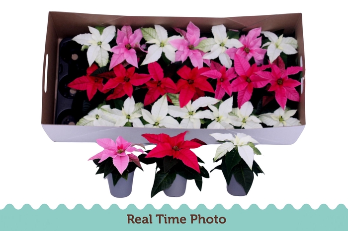 <h4>EUPHOR P PRI GEM</h4>