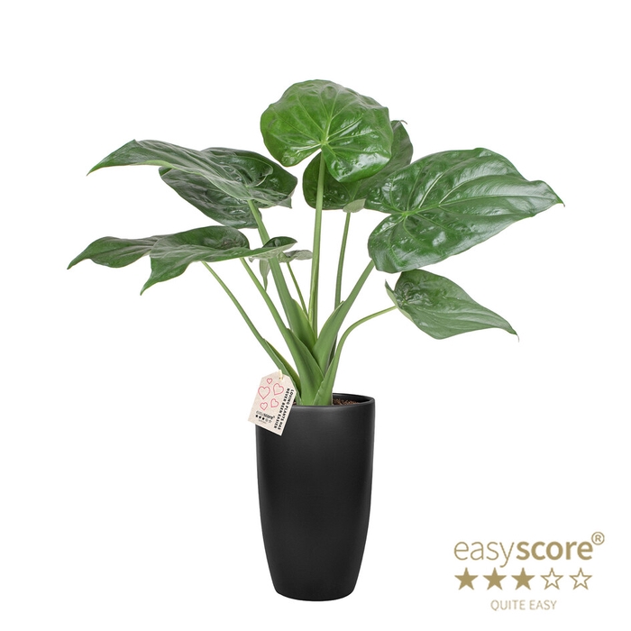 <h4>ALOCASIA CUCULLATA P20 CLASSIC BLACK</h4>