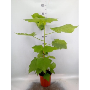 Sparrmannia africana