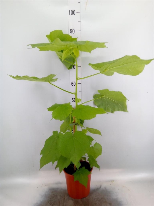 <h4>Sparrmannia africana</h4>