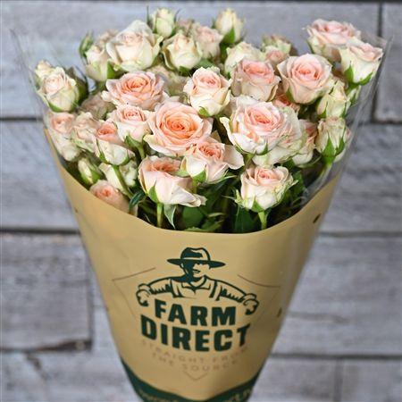 <h4>R Tr Sweet Giselle</h4>