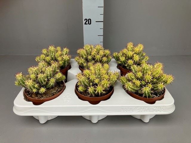 <h4>Euphorbia   ...mix</h4>