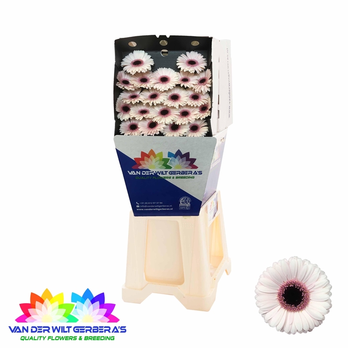 <h4>Germini Abby Lou Diamond</h4>