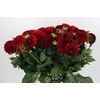 Dahlia Cognac Brandy