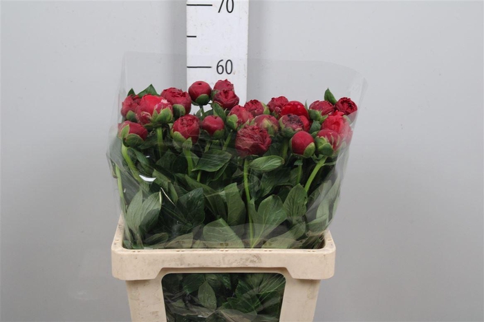 <h4>Paeo Henry Bockstoce</h4>