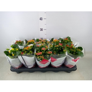 Kalanchoe blos. ..mix 5