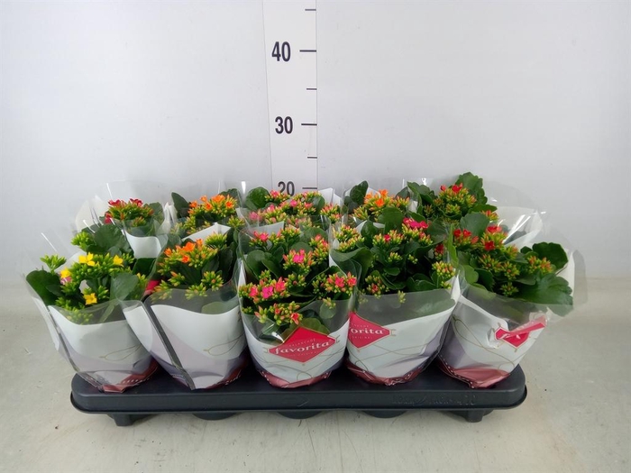 <h4>Kalanchoe blos.   ..mix 5</h4>