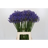 Agapanthus FU 'Atlantic Ocean'