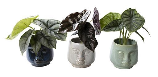 <h4>ALOCASIA MIX P6 L 66137</h4>