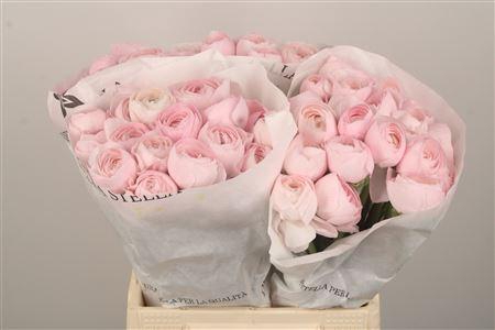 <h4>Ran Su Lady</h4>