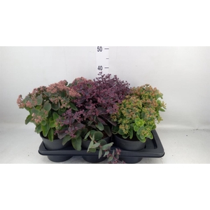 Sedum telep.