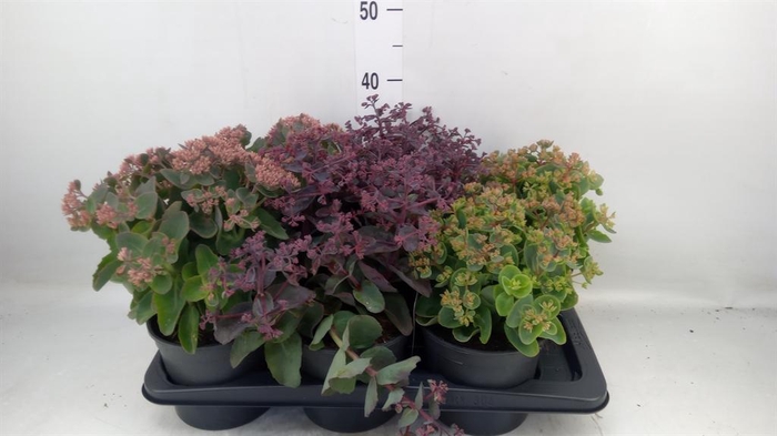 <h4>Sedum telep.</h4>