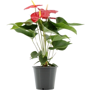 Anthurium Everio in transparant sleeve