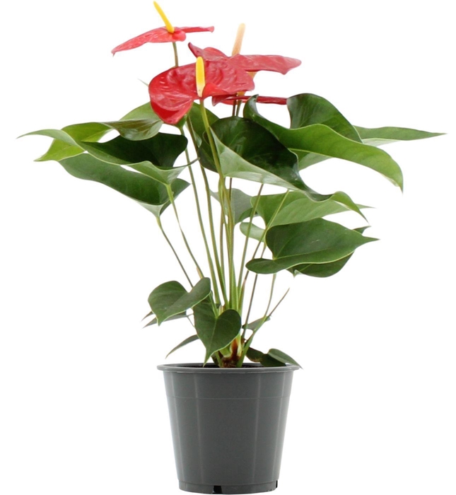 <h4>Anthurium Everio in transparant sleeve</h4>