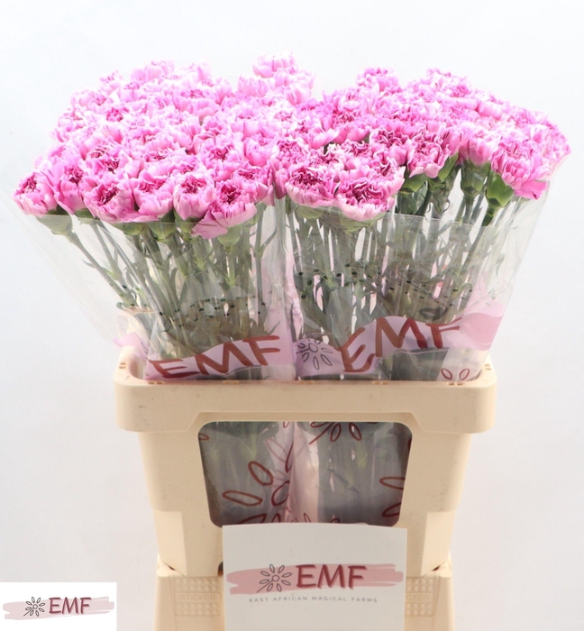 <h4>DI ST YUKARI SCURO</h4>