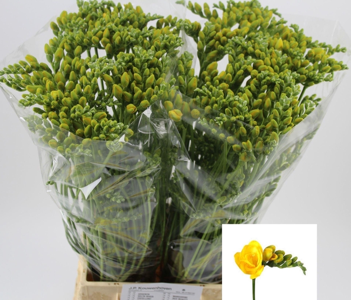 <h4>Freesia du Soleil</h4>