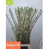 PRUNUS COMET 080CM