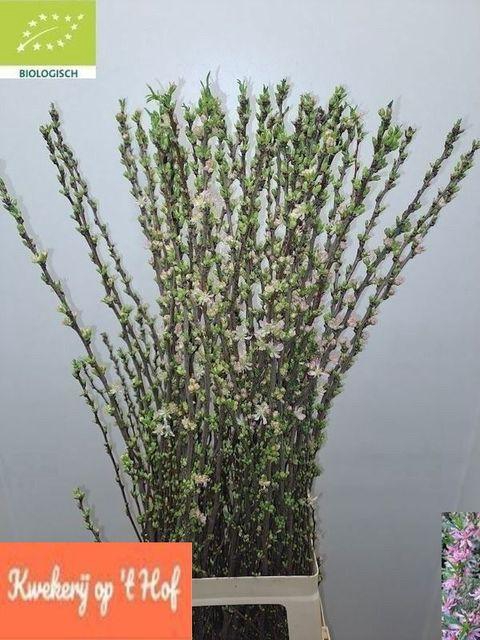 PRUNUS COMET 090CM