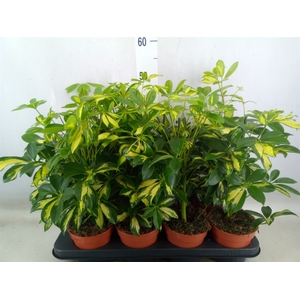 Schefflera arbor. 'Gerda'