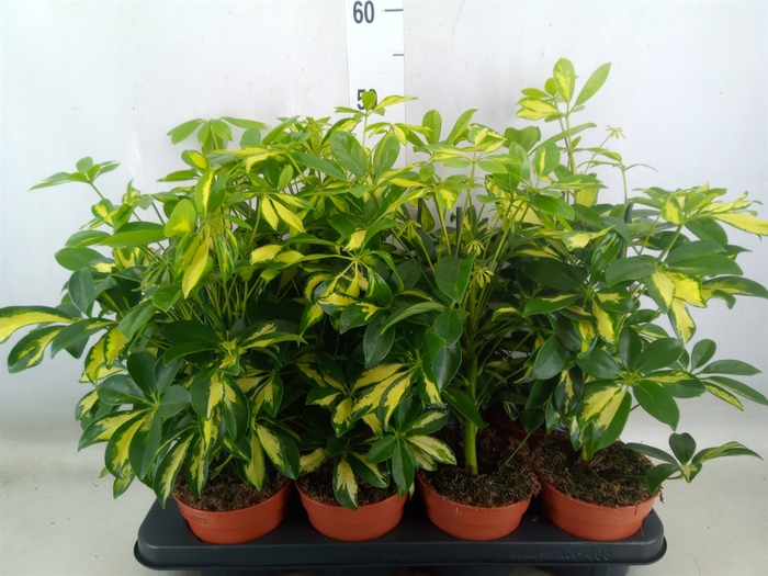 <h4>Schefflera arbor. 'Gerda'</h4>