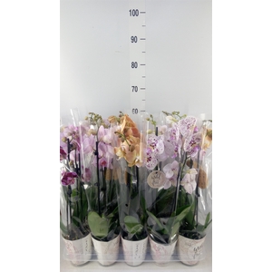 Phalaenopsis   ...