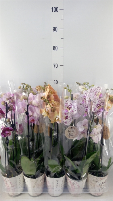 <h4>Phalaenopsis   ...</h4>