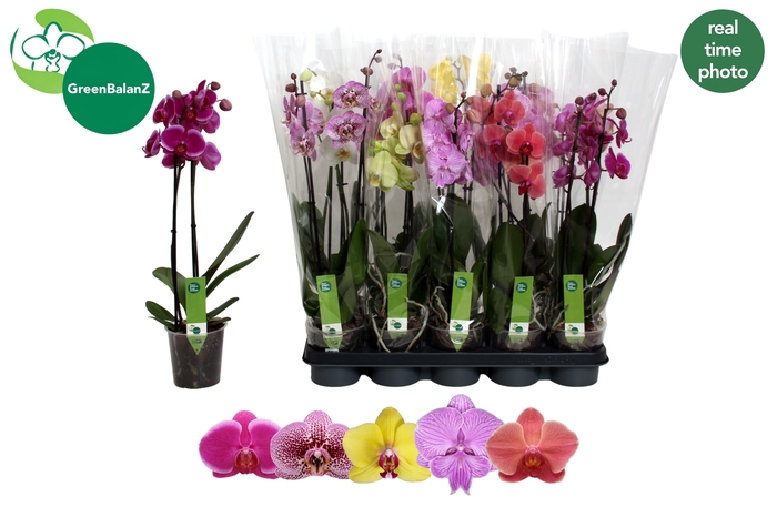 <h4>PHAL GEM 5 KL</h4>
