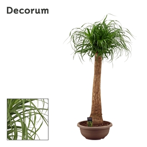 Beaucarnea Recht 35 cm in schaal (Decorum)