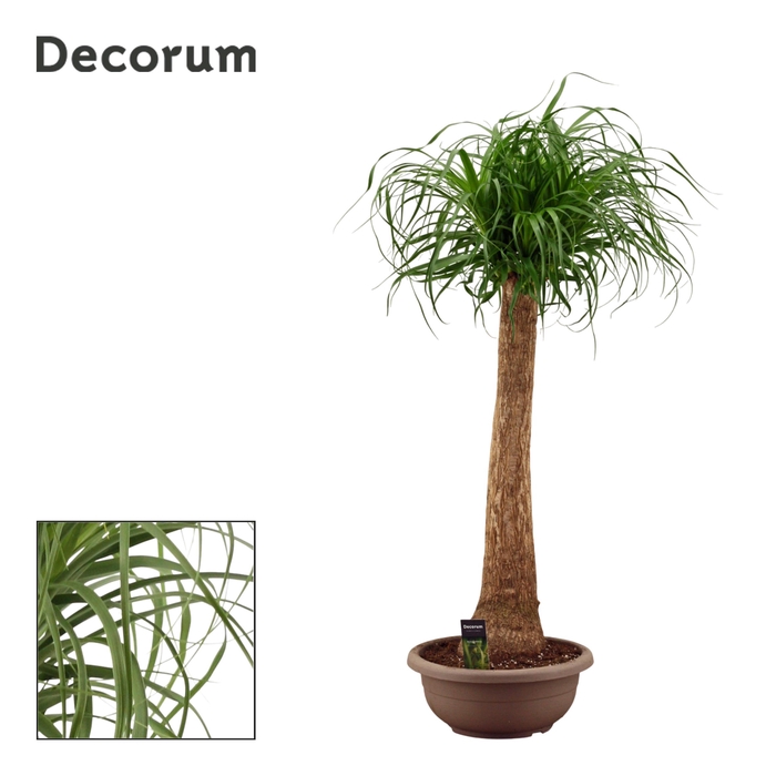 <h4>Beaucarnea Recht 35 cm in schaal (Decorum)</h4>