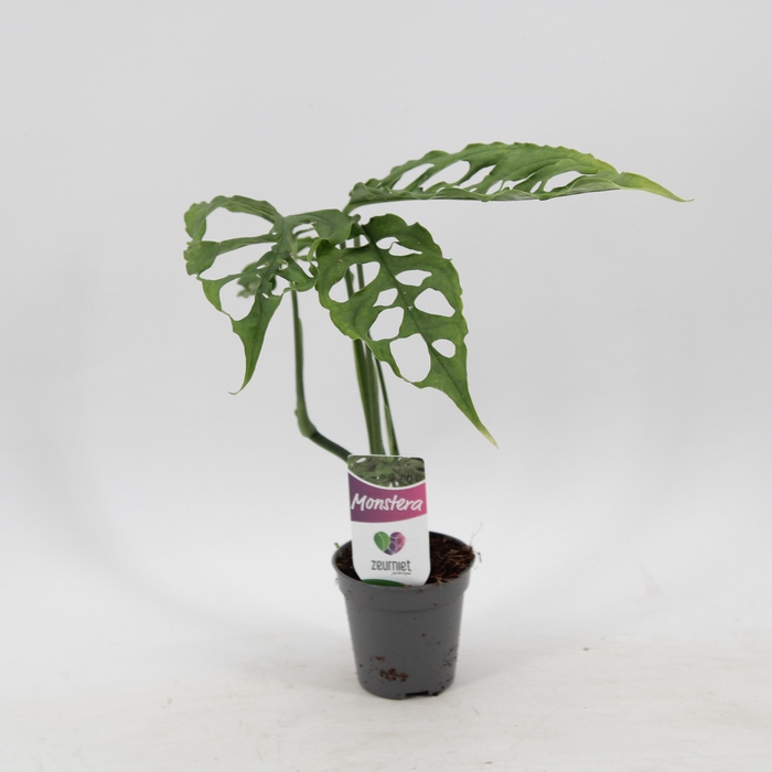 <h4>Monstera Obliqua Peru</h4>