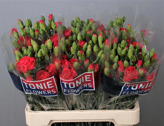 <h4>DI TE SOLOMIO IMRE</h4>