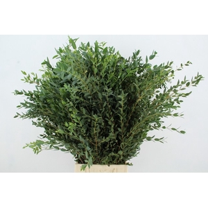 EUC PARVIFOLIA 350GR