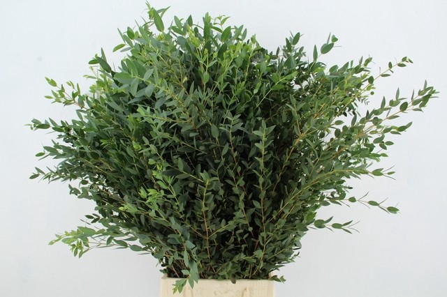 <h4>EUC PARVIFOLIA 350GR</h4>
