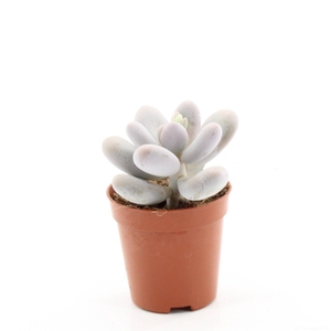 PACHYPHYTUM OVIFERUM