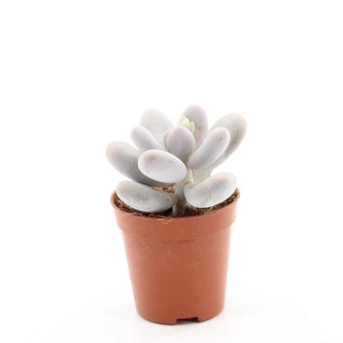 <h4>PACHYPHYTUM OVIFERUM</h4>