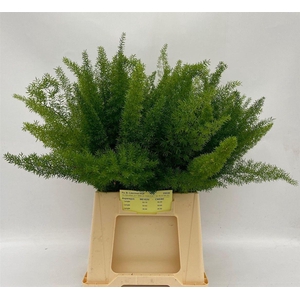 Asparagus densiflorus 'Meyers'