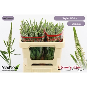 VERON L SKYLER WHITE