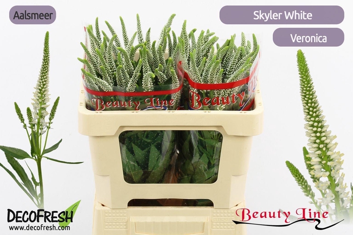 <h4>VERON L SKYLER WHITE</h4>