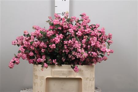 <h4>Sympho Mag Pink Elegance</h4>