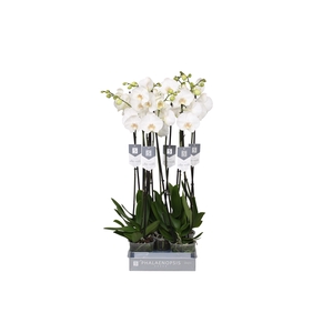 Phalaenopsis White World, 2-spike