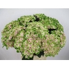 Hydrangea royal amigo
