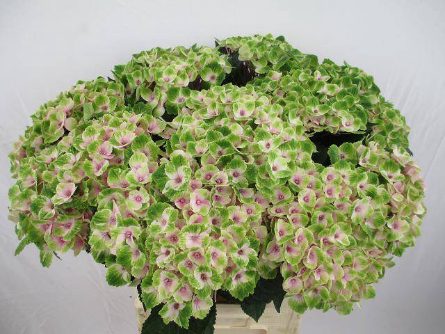 Hydrangea royal amigo