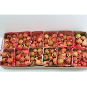 Sier Granaatappel Red X15 P Box