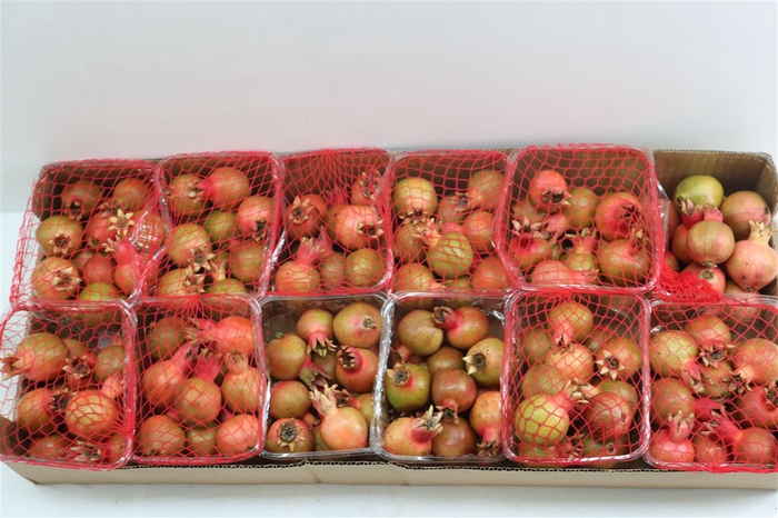 Sier Granaatappel Red X15 P Box