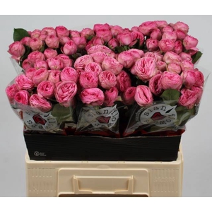 Rosa spray giselle!