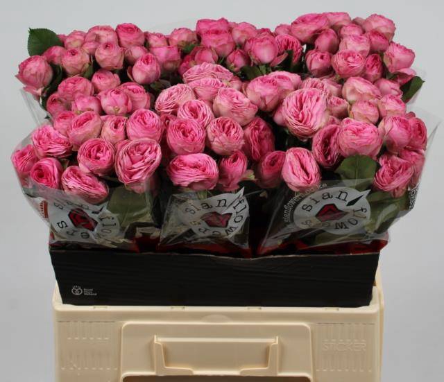 <h4>Rosa spray giselle!</h4>