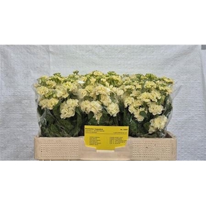 Matth Stox Yellow