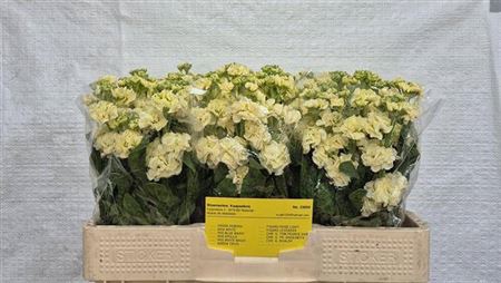 <h4>Matth Stox Yellow</h4>