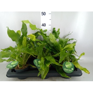 Microsorum musifolium 'Crocodyllus'